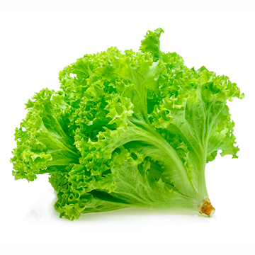 Imagem de Alface Crespa Orgânico Sítio do Arcanjo Und