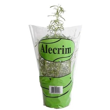 Imagem de Alecrim Vaso Shimizu