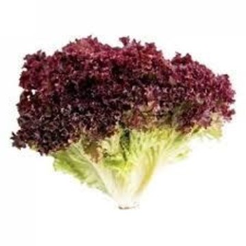 Imagem de Alface Roxa Orgânico Sítio do Arcanjo Und