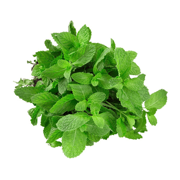 Imagem de Hortela Miúdo Sítio do Arcanjo Orgânico Und